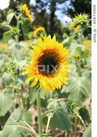 ひまわり畑 ひまわり 向日葵 馬見丘陵公園 奈良県香芝市 夏休み 夏季休暇 夏空 の写真素材