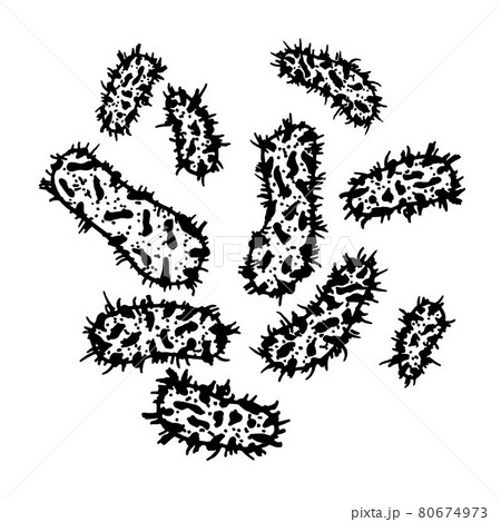 Vector black sketch bacteria isolated on white backgtound. Microbe in medical therapy. Germ illness element. Hand painted bacterium for medicine concept. 80674973