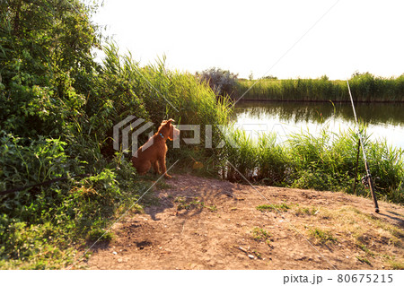 Camping with a dog, a magnificent beautiful purebred young serious obedient hunting puppy of the Irish Terrier breed sits outdoors in the summer on the shore of a pond 80675215