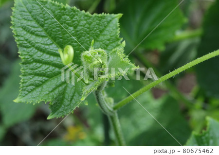 胡瓜の成長点の写真素材
