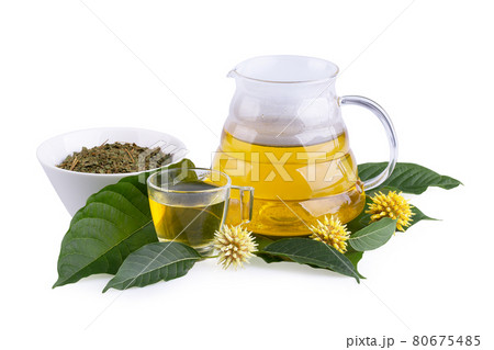 Cup of Kratom tea with fresh green kratom leaf or Mitragyna speciosa with kratom Flower on white background Cup of Kratom tea with fresh green kratom leaf or Mitragyna speciosa with kratom Flower on white background 80675485