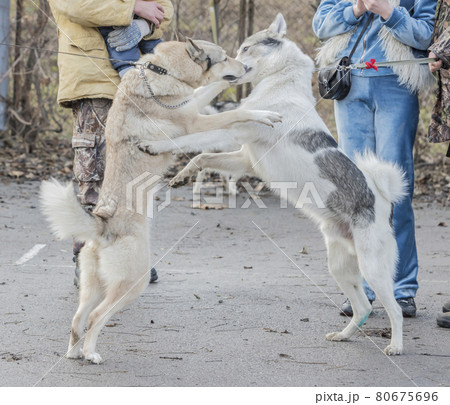 Laika friendly embrace 80675696