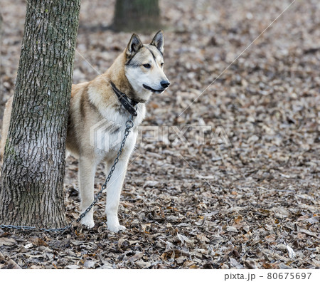 Laika on a leash 80675697
