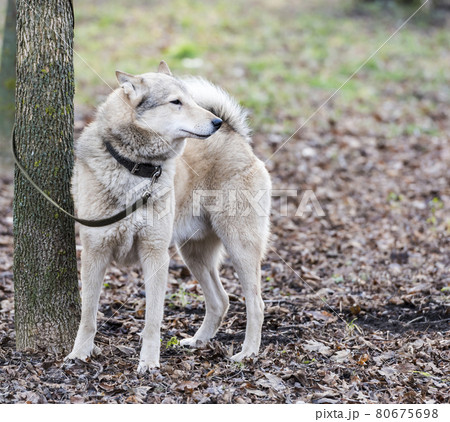 Laika on a leash 80675698