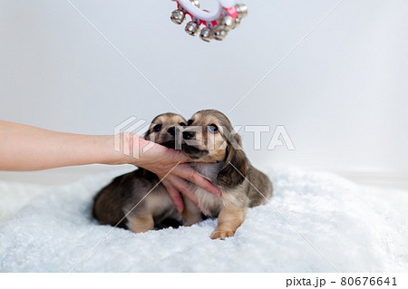 仔犬 カニンヘンダックスフンド 仔犬 カニンヘンダックスフンド 80676641
