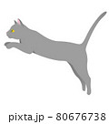 Gray purebred cat with yellow eyes on 80676738
