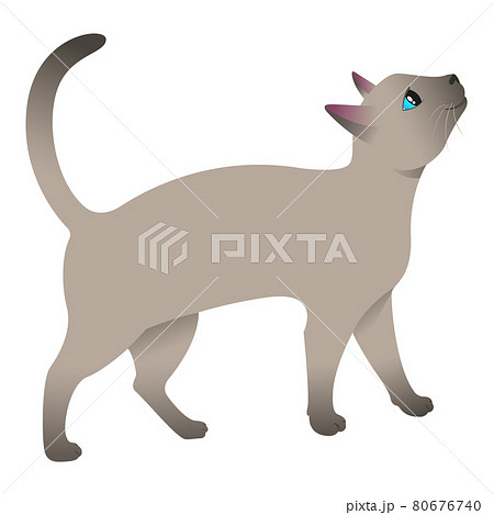 Siamese cat asks for food. Curious cat. Siamese cat asks for food. Curious cat. 80676740