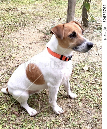 can a jack russell terrier live in yemen