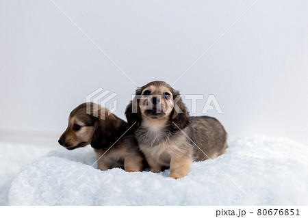 仔犬　カニンヘンダックスフンド 80676851