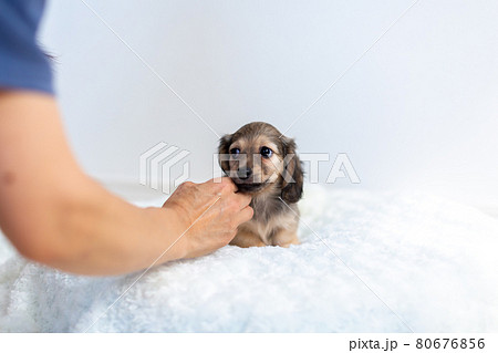 仔犬　カニンヘンダックスフンド 80676856