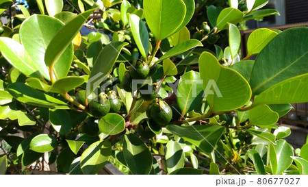 トロピカルフルーツのヒメグァバ トロピカルフルーツのヒメグァバ 80677027