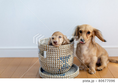 仔犬　カニンヘンダックスフンド　親子 80677096