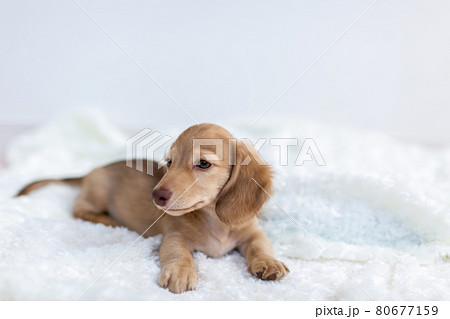 仔犬　カニンヘンダックスフンド 80677159