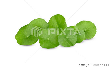 Green Asiatic on white background Green Asiatic on white background 80677331
