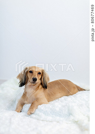 成犬　カニンヘンダックスフンド 80677469
