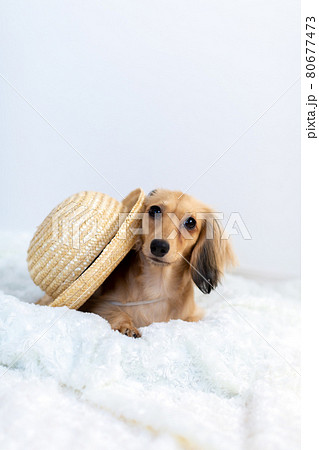 成犬 カニンヘンダックスフンド 成犬 カニンヘンダックスフンド 80677473