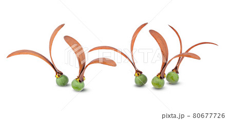 Dipterocarpus Alatus flower on white background Dipterocarpus Alatus flower on white background 80677726