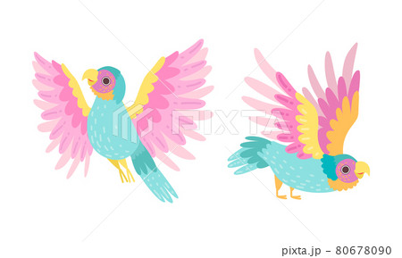 Beautiful Parrots Set, Exotic Flying Tropical Birds Cartoon Vector Illustration Beautiful Parrots Set, Exotic Flying Tropical Birds Cartoon Vector Illustration 80678090