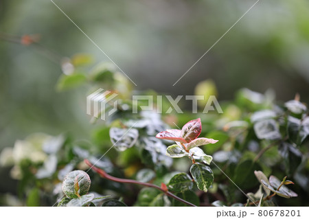 Asiatic Jasmine flower closeup 80678201