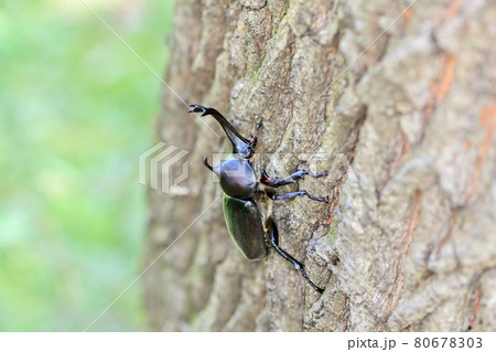 カブトムシ カブトムシ 80678303
