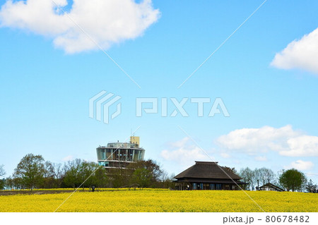 福島潟の菜の花（新潟県） 80678482
