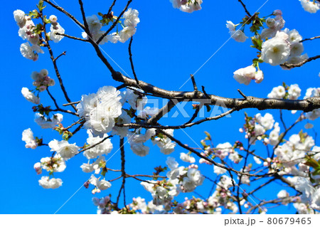 亀田排水路公園の桜(新潟県) 亀田排水路公園の桜(新潟県) 80679465