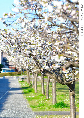 亀田排水路公園の桜(新潟県) 亀田排水路公園の桜(新潟県) 80679487