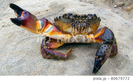 Large Black Sea stone crab Eriphia verrucosa sitting closeup on the shore. Sea delicacy 80679772