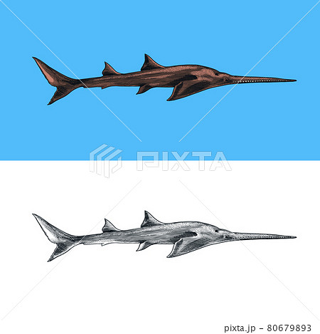 Sixgill sawshark. Shark with a long nose. Marine predatory animal. Sea life. Hand drawn vintage Sixgill sawshark. Shark with a long nose. Marine predatory animal. Sea life. Hand drawn vintage 80679893