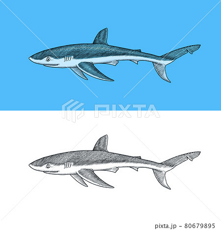Whale or Blue shark. Marine predator animal. Sea life. Hand drawn vintage engraved sketch. Ocean Whale or Blue shark. Marine predator animal. Sea life. Hand drawn vintage engraved sketch. Ocean 80679895