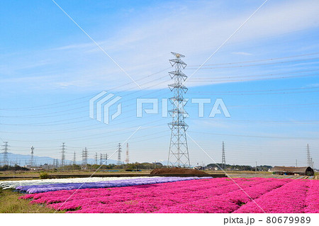 聖籠の芝桜（新潟県） 80679989