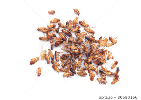 Heap of dead cockroach insects isolated on white background Heap of dead cockroach insects isolated on white background 80680166