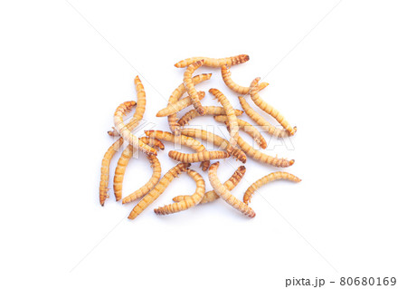 Heap of mealworms for feeding pets isolated on white background Heap of mealworms for feeding pets isolated on white background 80680169