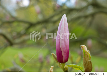Close-up on a blooming magnolia. It is widely used in pharmacology: different parts of the plant are part of many tonic, stimulating and restorative medicines. Close-up on a blooming magnolia. It is widely used in pharmacology: different parts of the plant are part of many tonic, stimulating and restorative medicines. 80680321