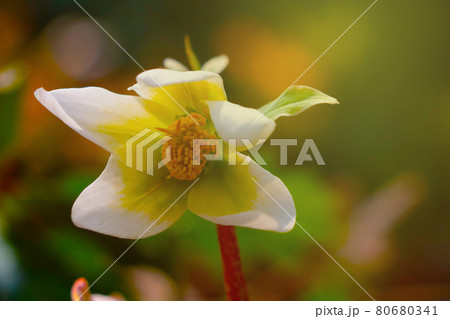 A young white flower blooms in a clearing in the park. 80680341
