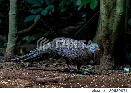 Grey Peacock-Pheasant, beautiful Birds of Thailand Grey Peacock-Pheasant, beautiful Birds of Thailand 80680831