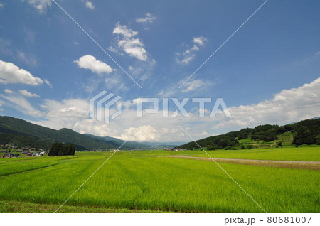 初夏の青空と田圃 80681007