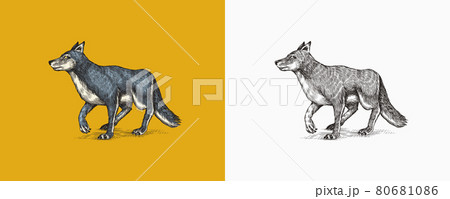 Gray wolf. A predatory beast. Wild forest animal. Vector Engraved hand drawn Vintage old sketch for 80681086