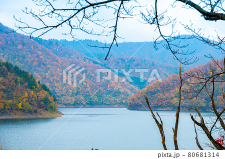 蝶の湖展望台付近からの紅葉(福井県大野市)九頭竜川 蝶の湖展望台付近からの紅葉(福井県大野市)九頭竜川 80681314