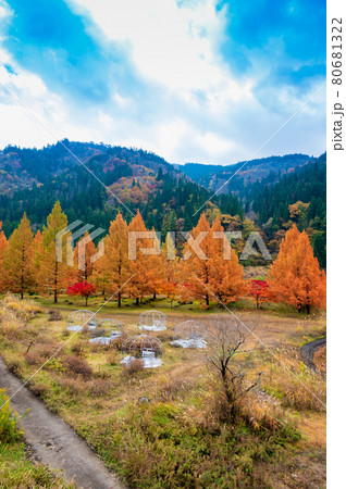 蝶の湖展望台付近からの紅葉（福井県大野市）九頭竜川 80681322
