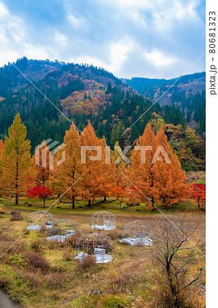 蝶の湖展望台付近からの紅葉（福井県大野市）九頭竜川 80681323