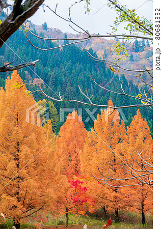蝶の湖展望台付近からの紅葉（福井県大野市）九頭竜川 80681332