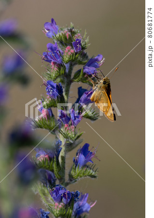 Lulworth skipper, Thymelicus acteon foraging on a flower at a meadow at Munich, Germany Lulworth skipper, Thymelicus acteon foraging on a flower at a meadow at Munich, Germany 80681774