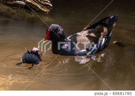 Little Common moorhen baby, Gallinula chloropus also known as the waterhen 80681780