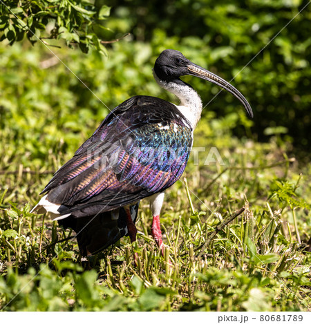 Straw-necked Ibis, Threskiornis spinicollis in the zoo 80681789