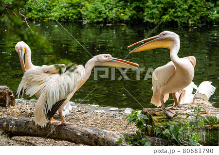 Great White Pelican, Pelecanus onocrotalus in a park 80681790