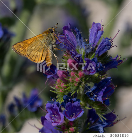 Lulworth skipper, Thymelicus acteon foraging on a flower at a meadow at Munich, Germany Lulworth skipper, Thymelicus acteon foraging on a flower at a meadow at Munich, Germany 80681816