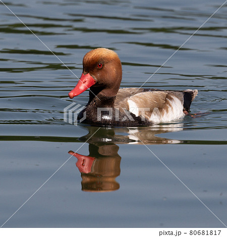 Red-crested Pochard, Netta rufina swimming in a lake at Munich, Germany Red-crested Pochard, Netta rufina swimming in a lake at Munich, Germany 80681817