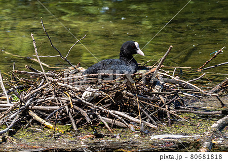 The Eurasian coot, Fulica atra sitting on the nest at the Kleinhesseloher Lake at Munich, Germany 80681818