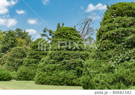 庭園の木 80682382